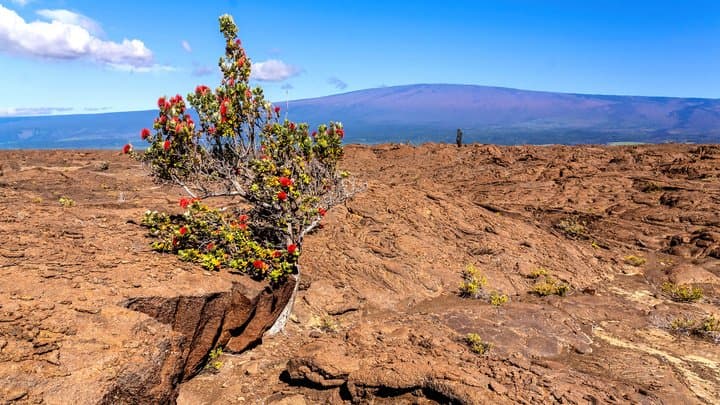 North Hilo scenery